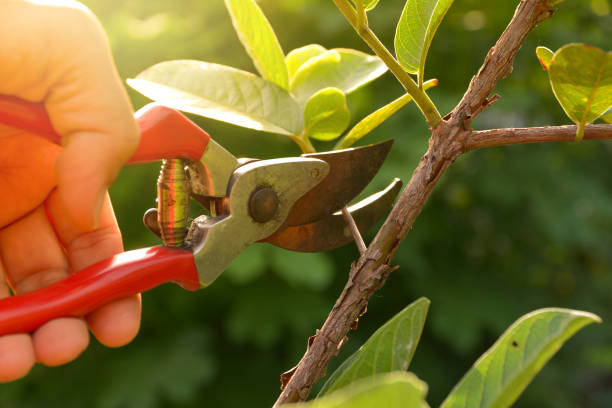 Trusted Garden City Park, NY Tree Services Experts